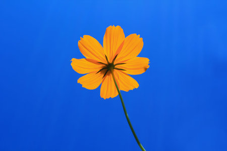 fleurs-au-printemps